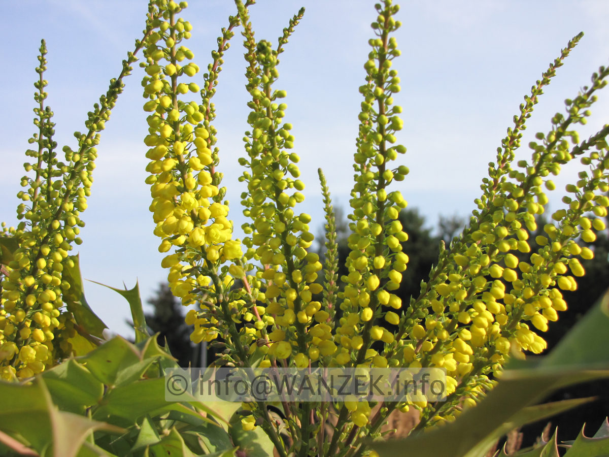 Mahonia bealei 03.JPG